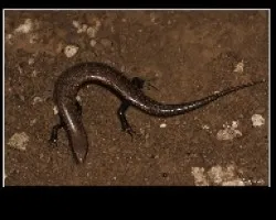 Chalcides viridanus
