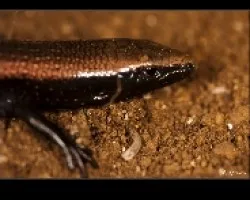Chalcides viridanus