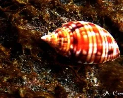 Hydatinia physis