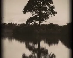 Arbol