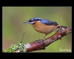 Nuthatch
