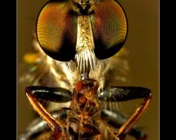 Asilidae