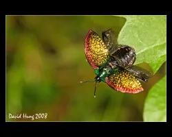Family Coccinellidae
