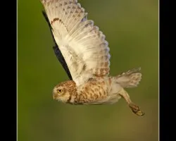 Lechucita Vizcachera