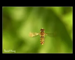 Episyrphus balteatus