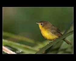 Ara?ero cara negra(hembra)