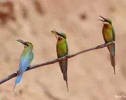 Blue-tailed Bee-eater