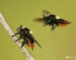 Asilidae