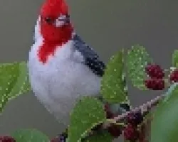 Cardenal Comun