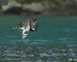 Aguila Pescadora