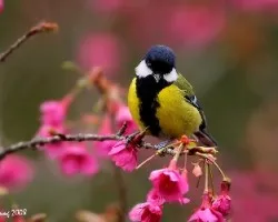 Parus monticolus