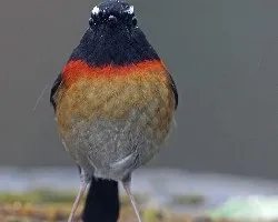 Tarsiger johnstoniae