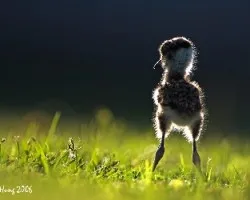 Luz de vida
