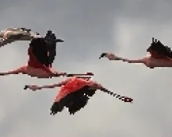 Flamenco austral