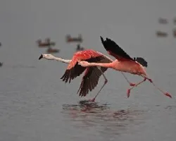 Flamenco austral -1