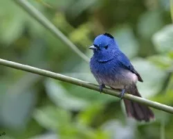 Hypothymis azurea 