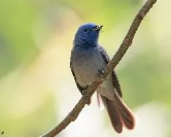 Hypothymis azurea(hembra)