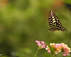 Graphium agamemnon agamemnon