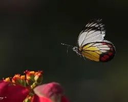 Delias hyparete luzonensis