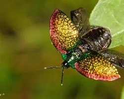 Volar