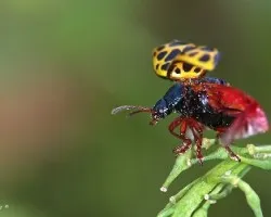 volar-1