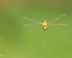 Volar-12