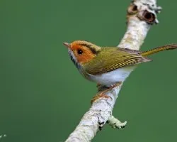 White-throated Flycatcher Warbler