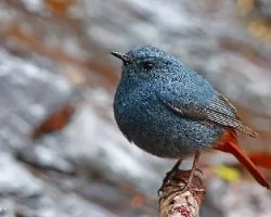 Plumbeous Water Redstart