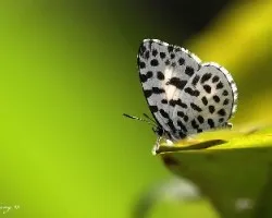 Shijimia moorei