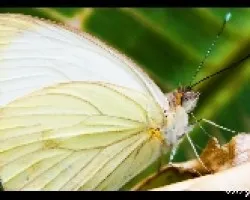 Am2