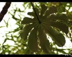 3ch