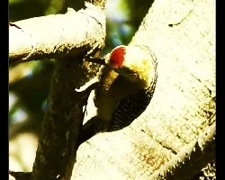 3c