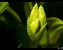 lirio