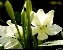 lirio1