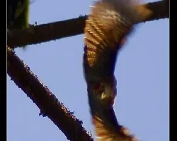 carpvol