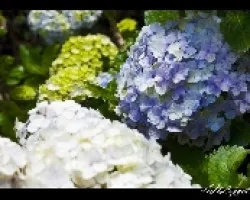 hort