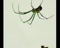 a8
