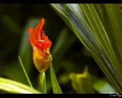 Lirio