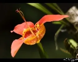 Lirio