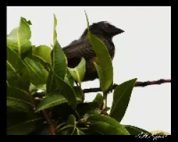 Saltator coerulescens