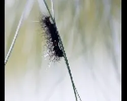 sm2