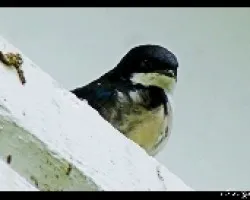 v3