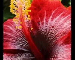 Hibiscus