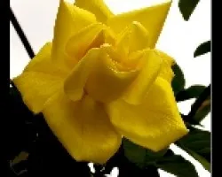 RA1