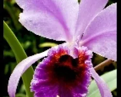 catleya 1 (Percivaliana)
