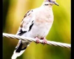 paloma