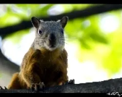 Sciurus variegatoides