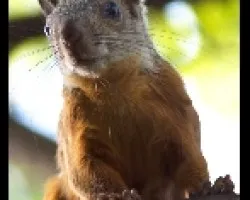 Sciurus variegatoides