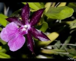 Miltonia Moreliana