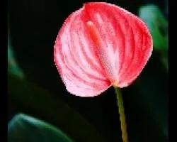 anthurium